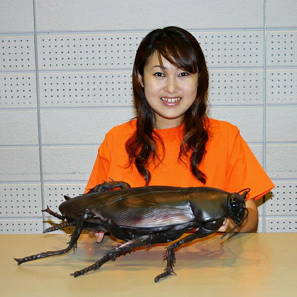 メガゴキブリ　65cm　巨大生物フィギュア / ごきぶり おもちゃ 人形 いたずらグッズ : no-9940 : 販促イベント屋 - 通販 -  Yahoo!ショッピング