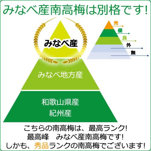 予約) 完熟・青梅 紀州みなべ産 南高梅 秀品 サイズ(4L) 5kg 和歌山