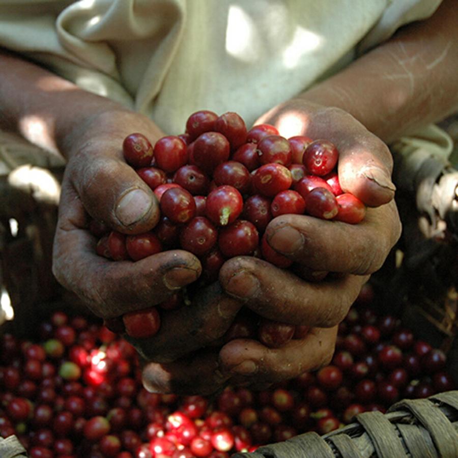 Beasty Coffee by amadana アマダナ コーヒー豆スタンダード 200g袋 ビースティーコーヒー インテリア コーヒー豆 コーヒー器具 高品質 スペシャルティーコー… | amadana | 03