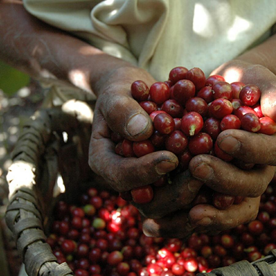 Beasty Coffee by amadana アマダナ コーヒー豆スタンダード 100g袋 ビースティーコーヒー インテリア コーヒー豆 コーヒー器具 高品質 スペシャルティーコー… | amadana | 03