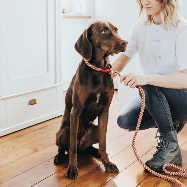 ハンターチンノム 犬の首輪 レッド ブルー2色 Pet Everin 通販 Yahoo ショッピング