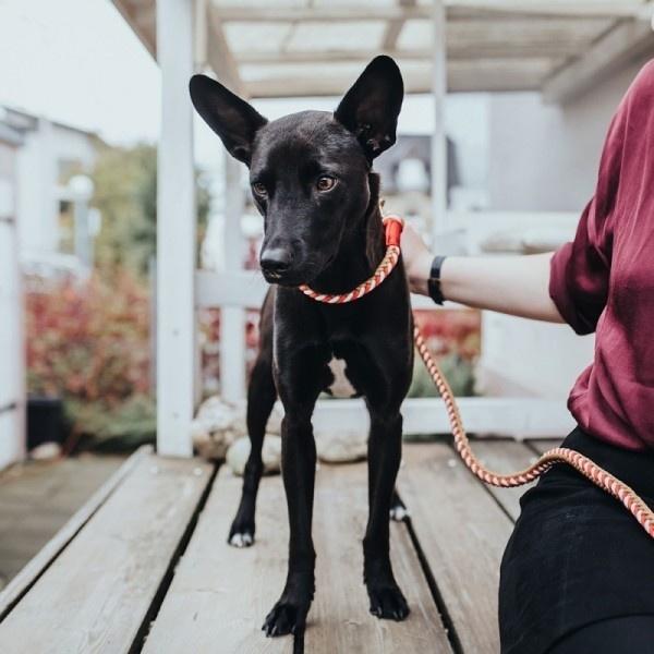 ハンターチンノム 犬の首輪 レッド ブルー2色 Pet Everin 通販 Yahoo ショッピング