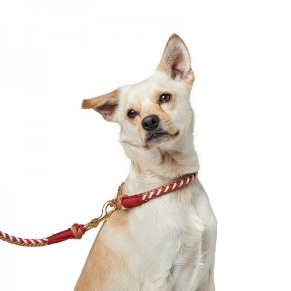 ハンターチンノム 犬の首輪 レッド ブルー2色 Pet Everin 通販 Yahoo ショッピング