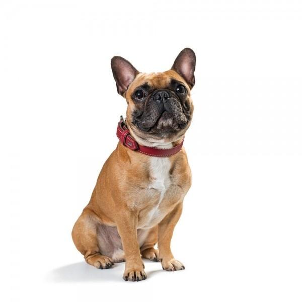 Hunter カナディアン 犬の首輪 ペット用品 3 カラー Pet Everin 通販 Yahoo ショッピング