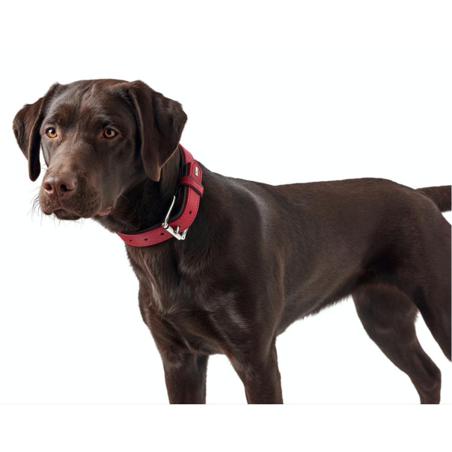 Hunter カナディアン 犬の首輪 ペット用品 3 カラー Pet Everin 通販 Yahoo ショッピング