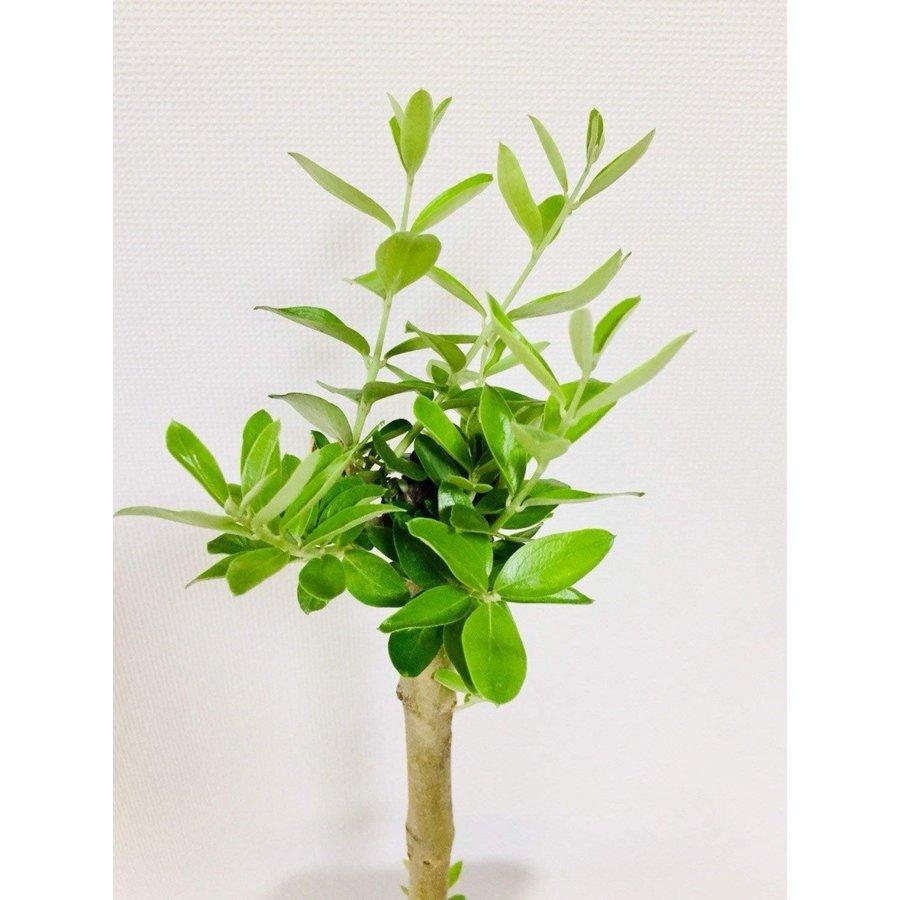 Gemlik(ゲムリック) オリーブ苗木 1本 : 介護用品エバースマイル