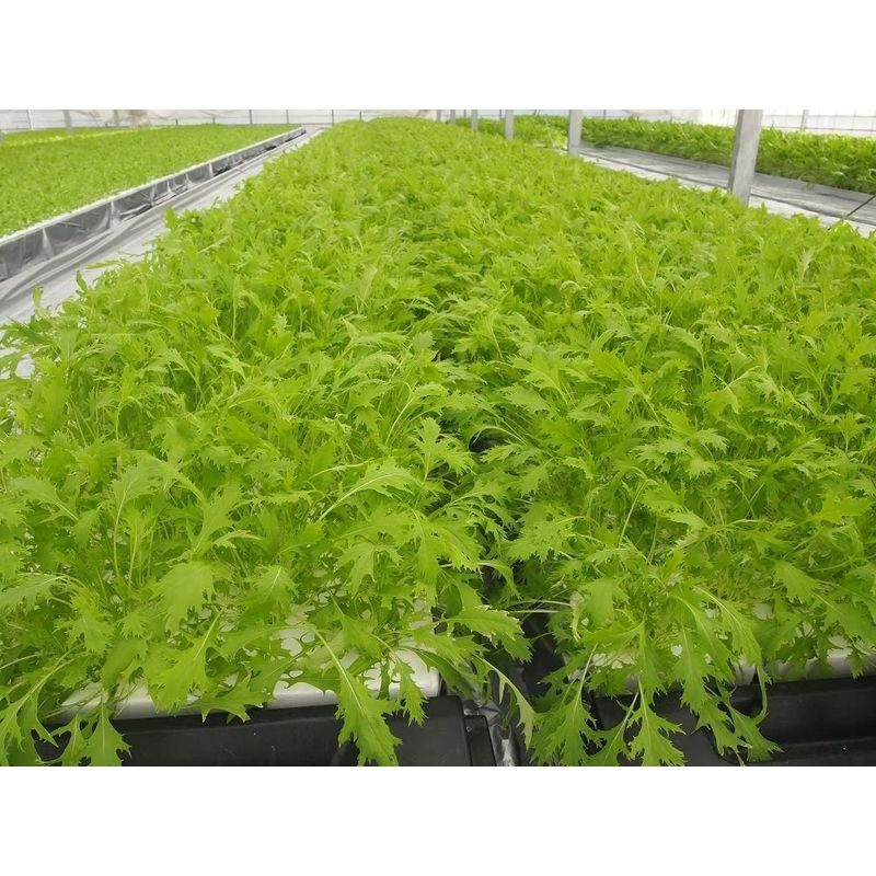 やさいはな栽培マット 栽培キット苗床取替用対応ロックウール製72個入