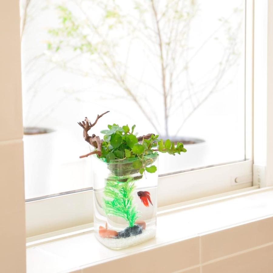 アクアテリア P110 ベタ用 プラ水槽と水耕栽培プランター 水槽おそうじ手袋セット 004 Evidenthree 通販 Yahoo ショッピング