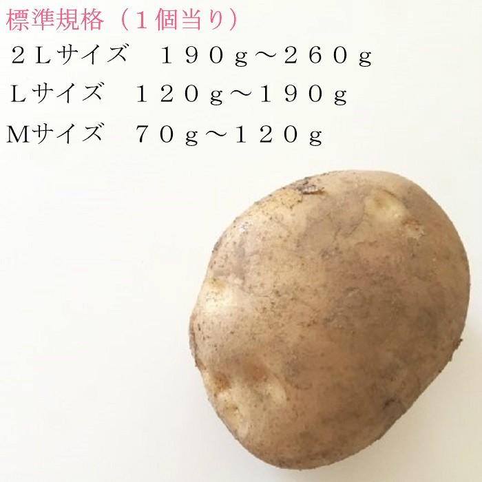 【予約商品】北海道産 たまねぎ Ｌサイズ 10kg ＆ じゃがいも（きたあかり）Lサイズ 10kg （合計20kg）｜evo-shop｜06