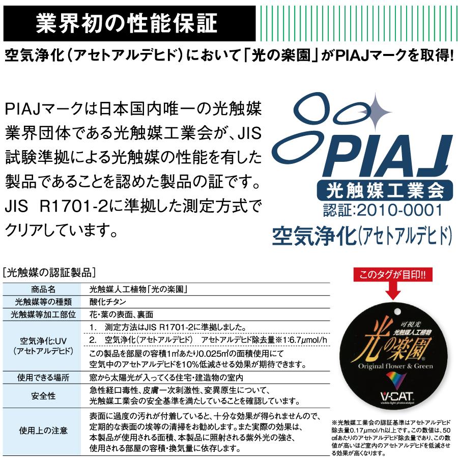 光触媒人工植物   株式会社アートクリエイション  インテリア フェイクグリーン  ウッドボックスタイプ   ウッドボックスパキラ 1.0m   2305P210   光の楽園 消の画像