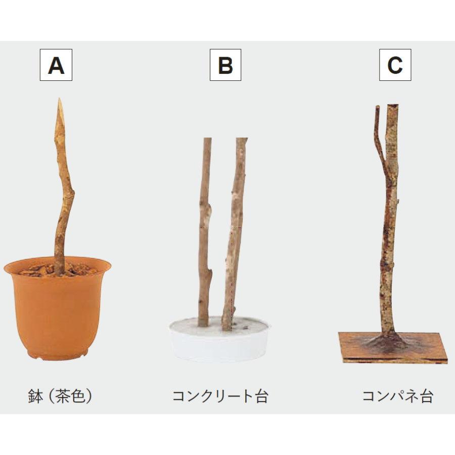 人工植物 グローベン リフェイクグリーン 青竹（5本立）　H1500 竹/竹リーフ・屋内用 A70NT065 完成品_1