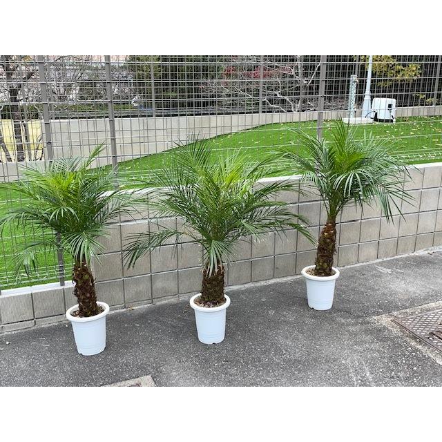 フェニックス ロベレニー ヤシ カナリーヤシ 観葉植物 プラ鉢植え 130cm おしゃれ 人気 Fnirobe 庭家niwaya ヤフー店 通販 Yahoo ショッピング