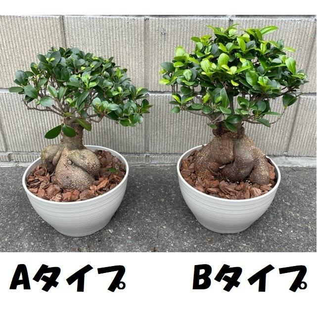 観葉植物 ガジュマル 多幸の木 プラ鉢植え 45cm おしゃれ 人気 Gjm 2 庭家niwaya ヤフー店 通販 Yahoo ショッピング
