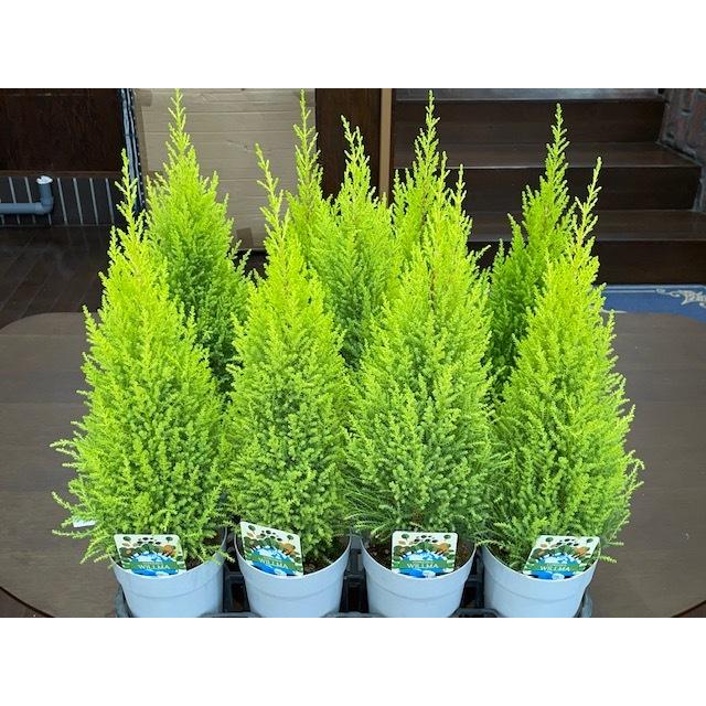 観葉植物 ゴールドクレスト ウィルマ 観葉植物 ガーデニング インテリア おしゃれ 人気 42cm Kuresuto 庭家niwaya ヤフー店 通販 Yahoo ショッピング