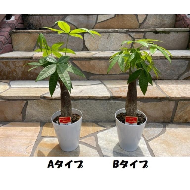 パキラ 1本 観葉植物 幹が太い 観葉植物 インテリア 苗 Pp鉢植え 25 30cm おしゃれ 人気 Paki 2 庭家niwaya ヤフー店 通販 Yahoo ショッピング