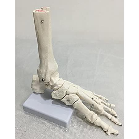 人気の贈り物が大集合 Foints Sole, Foot Model, Bone Foot Human of 並行輸入品 F Fibula, and Tibia Ankle, Foot その他模型