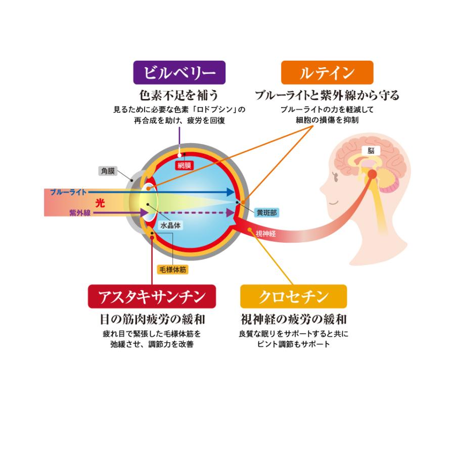 フォーアイズ　2個セット  アイケアサプリ ビルベリー ルテイン アスタキサンチン クロセチン 目 視力 疲れ目 EH eh エクセル エクセルヒューマン |  | 04