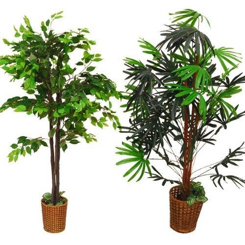 お歳暮 観葉植物2本セット A B001smtsac 1215 エグゼクティブライフ 通販 Yahoo ショッピング 好評 Www Maxipiso Com Ar