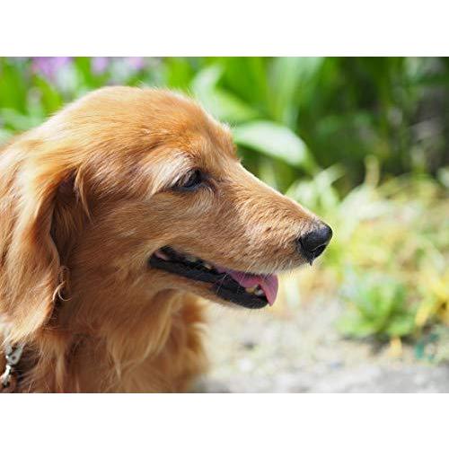 OLYMPUS M.ZUIKO DIGITAL 25mm F1.8 シルバー マイクロフォーサーズ用 単焦点レンズ F1