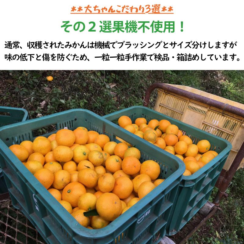 みかん おいしい 甘い みかん 産地直送 有田みかん 訳あり 和歌山 県産 減農薬 5キロ 中野農園 美味しい 大ちゃんの 激うまパワーみかん 5kg 送料無料｜exlead-japan3｜04