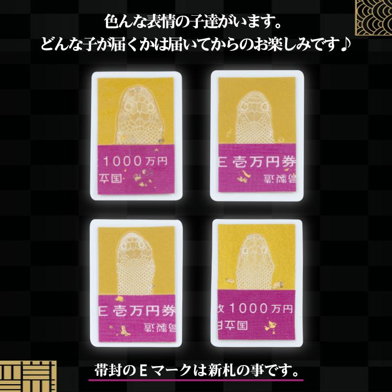 白蛇 頭 抜け殻 1000万円帯封 純金箔 白ヘビ 開運 御守り アルビノ 金運アップ 白へび 蛇 抜殻 縁起物 本物 金運 開運 お金 祈願済み 金 脱け殻 祈願 神社 財布｜exlead-japan｜05