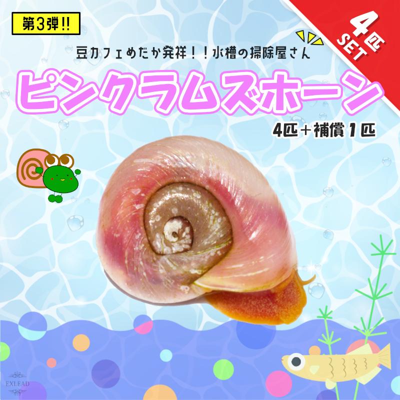 豆カフェめだか ピンクラムズホーン 4匹+補償1匹 コケ取り めだか 食べ残し 水槽 苔 掃除 4匹セット 綺麗な水 培養 水槽綺麗 レッドラムズホーン :skb220728-004-2:EXLEAD JAPAN - 通販 - Yahoo!ショッピング 豆カフェめだか ピンクラムズホーン 4匹+補償1匹 コケ取り めだか 食べ残し 水槽 苔 掃除 4匹セット 綺麗な水 培養 水槽綺麗 レッドラムズホーン :skb220728-004-2:EXLEAD JAPAN - 通販 - Yahoo!ショッピング