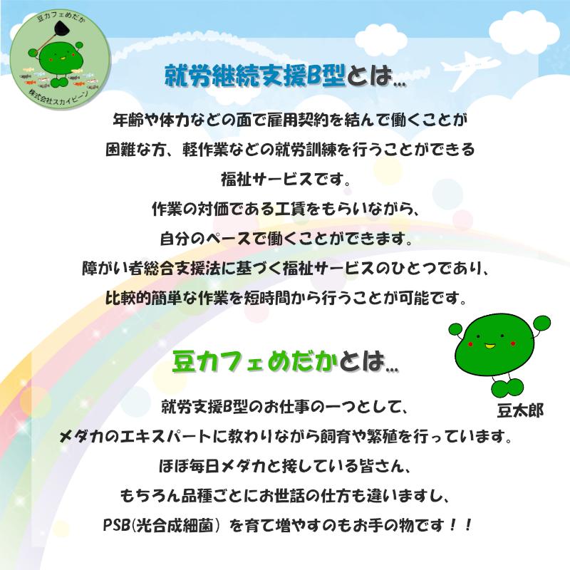 豆カフェめだか レッドラムズホーン 2匹＋補償1匹 コケ取り めだか 食べ残し 水槽 苔 掃除 2匹セット 綺麗な水 培養 水槽綺麗 ラムズホーン｜exlead-japan｜06