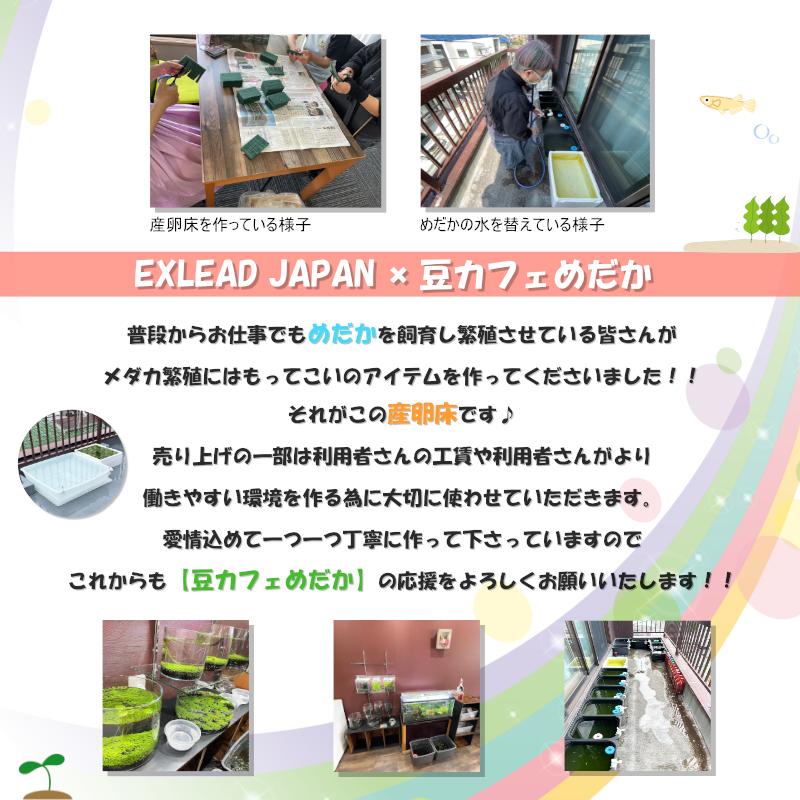 豆カフェめだか ブルーラムズホーン 4匹＋補償1匹 青 コケ取り めだか 食べ残し 水槽 苔 掃除 4匹セット 綺麗な水 培養 水槽綺麗 ラムズホーン EXLEAD｜exlead-japan｜07