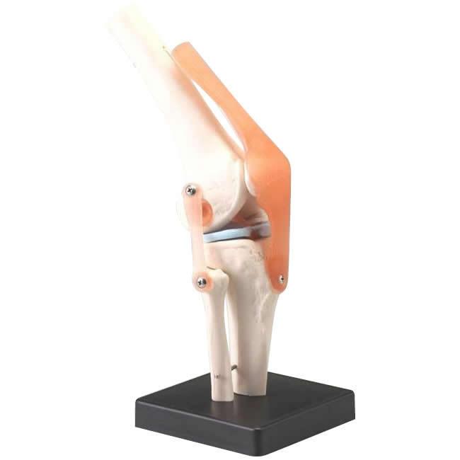 【メーカー公式ショップ】 人体模型シリーズ　膝関節模型 その他模型