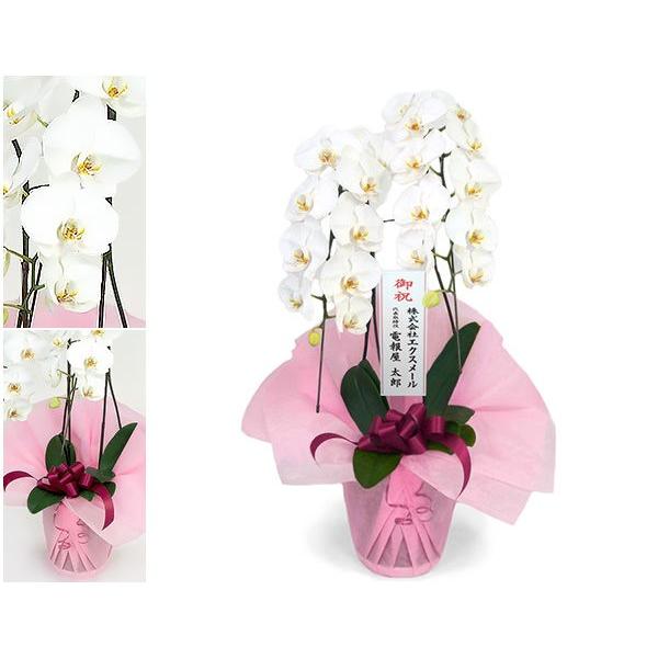特選胡蝶蘭 ２本立 白 電報なし 24輪以上 お祝い 花 フラワー ギフト プレゼント 結婚祝い 誕生日 叙勲 褒章 受章 開業 開店祝い 当選 Ag02w 電報屋のエクスメール Yahoo 店 通販 Yahoo ショッピング