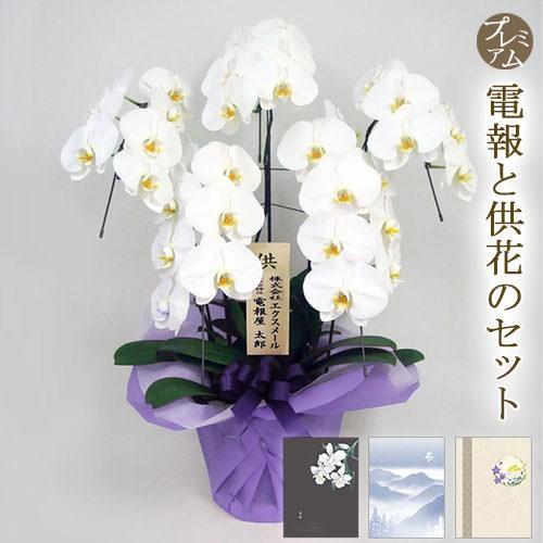 お供え 胡蝶蘭 胡蝶蘭 ５本立 白 と プレミアムカード電報 のセット 電報 弔電 葬儀 お供え花 フラワー 供花 お悔やみ 仏花 生花 Www Mohmmadiyon Com