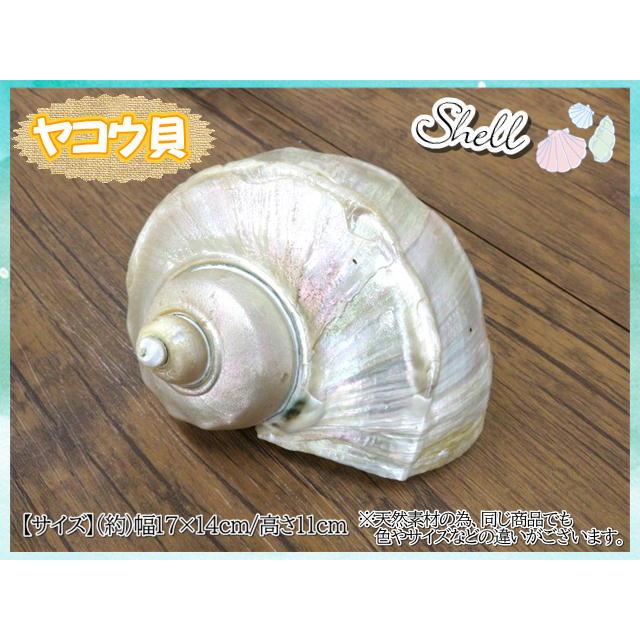 貝製品 Shell シェル 貝殻 貝 ヤコウ貝 ヤコウガイ 17×14×11cm 