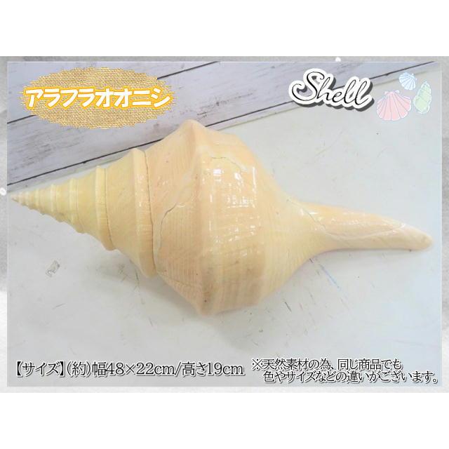 アラフラオオニシ貝 Microshells: Syrinx aruanus アラフラオオニシ