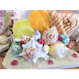 貝製品 ｓｈｅｌｌ シェル インテリアディスプレイ 貝殻 貝アレンジ ペンフォルダー ペン立て Zkt 0055 Ex Mart 通販 Yahoo ショッピング