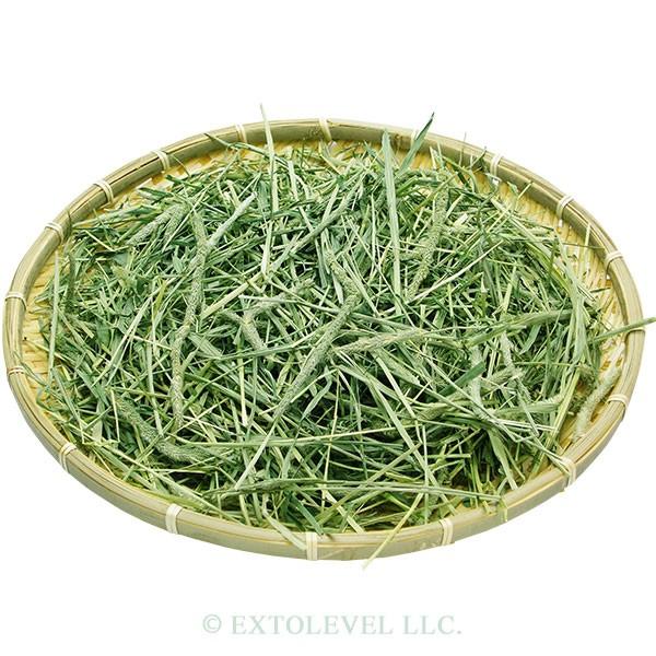 PASTURE PREMIUM FEEL (繊維質の豊富な柔らかチモシー) | 令和7年産 新刈り | 柔らかなソフトチモシー 1番刈り | 競走馬プレミアム加工 チモシー 500g 6袋 | EXTOLEVEL | 02