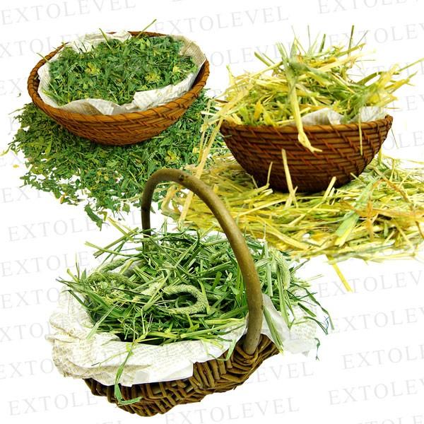 エクストレベル　牧草　まとめ売り 楽天市場】☆牧草10種類セット☆【即日出荷】【プレミアム加工
