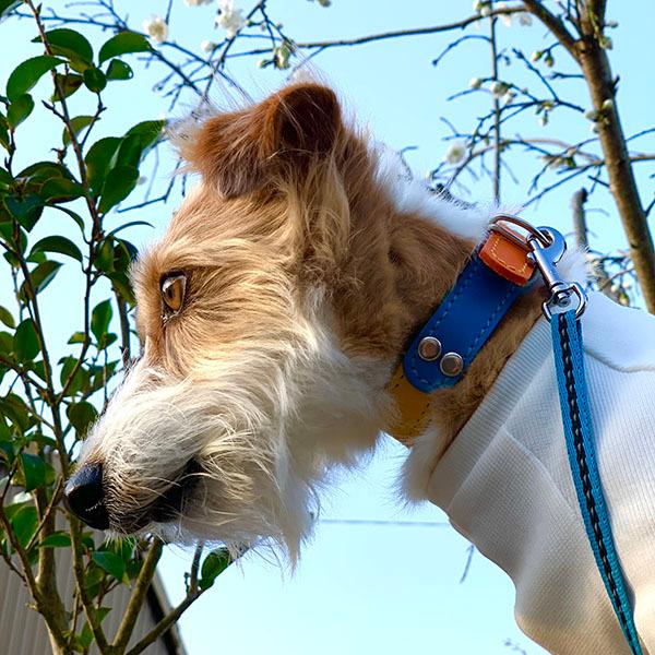 首輪 中型犬用  革 2cm幅：2cm Type FB  【色は十色以上から、サイズは1cm単位でオーダー】 |  | 04