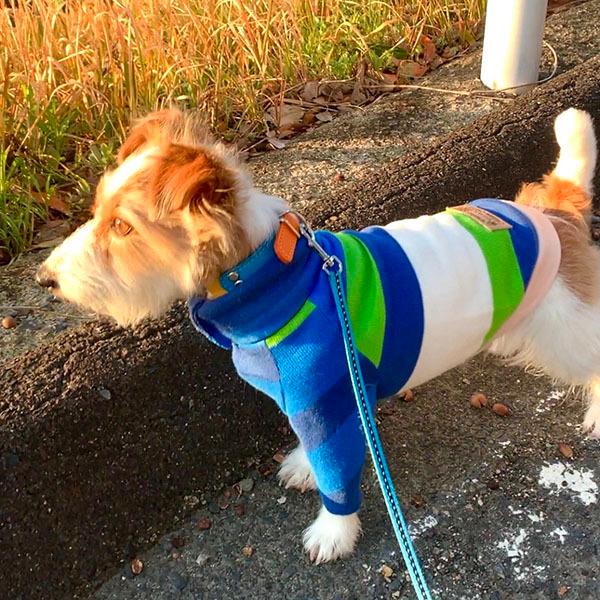 首輪 中型犬用  革 2cm幅：2cm Type FB  【色は十色以上から、サイズは1cm単位でオーダー】 |  | 05