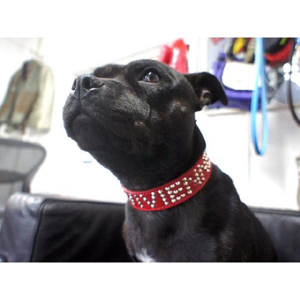 首輪 中型犬用 スタッズ 革 3cm Type Name 色は７色から サイズは1cm単位でオーダー 3cmname エクストラヘビー 通販 Yahoo ショッピング