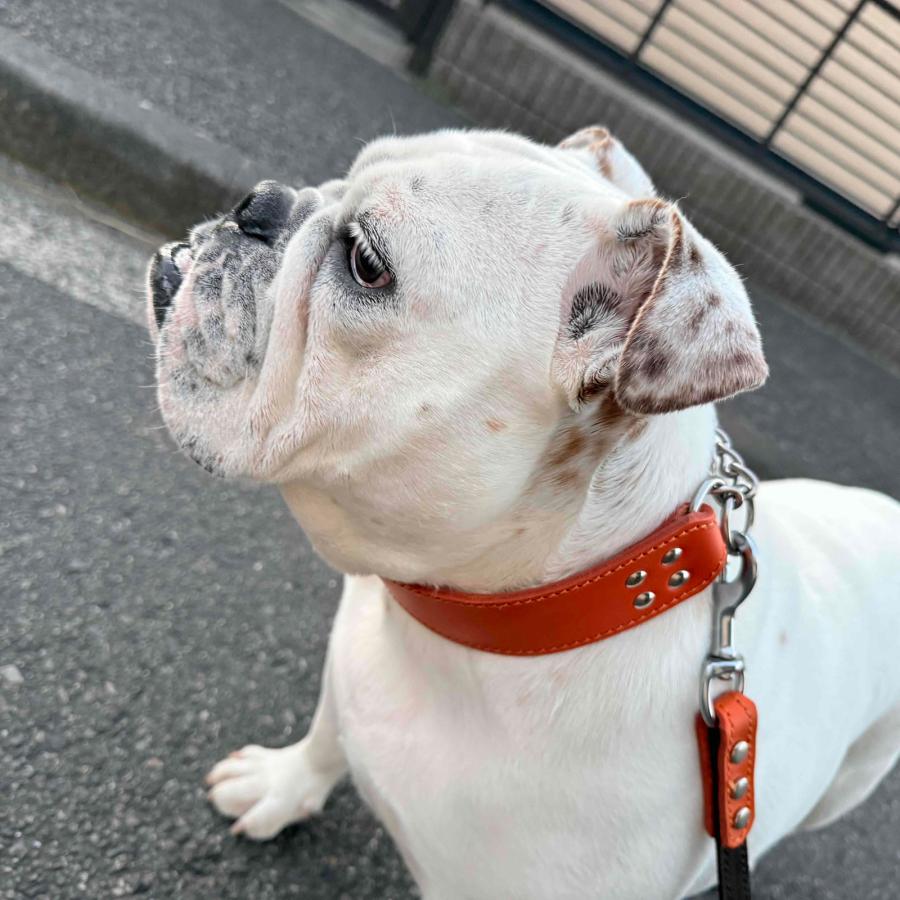 ハーフチョーク ブルドッグ 大型犬用 革 4cm幅：4cm Type チョーカー