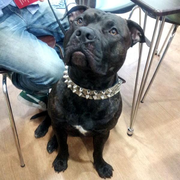 ハーフチョーク ブルドッグ 大型犬用 スタッズ 革 4cm幅：4cm Type