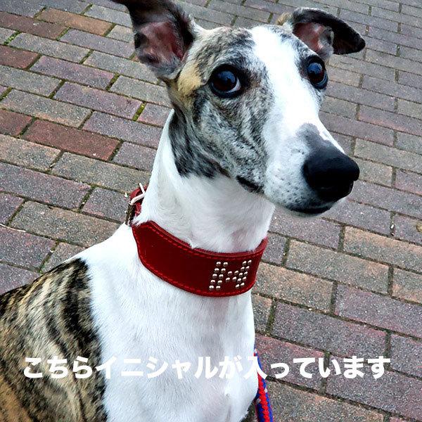 首輪 ウィペット 革 4cm幅：4cm Type G2-000 (鋲なし)【色は10色以上