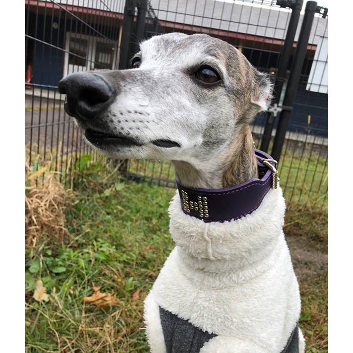 首輪 ウィペット 革 4cm幅：4cm Type G2-000 (鋲なし)【色は10色以上