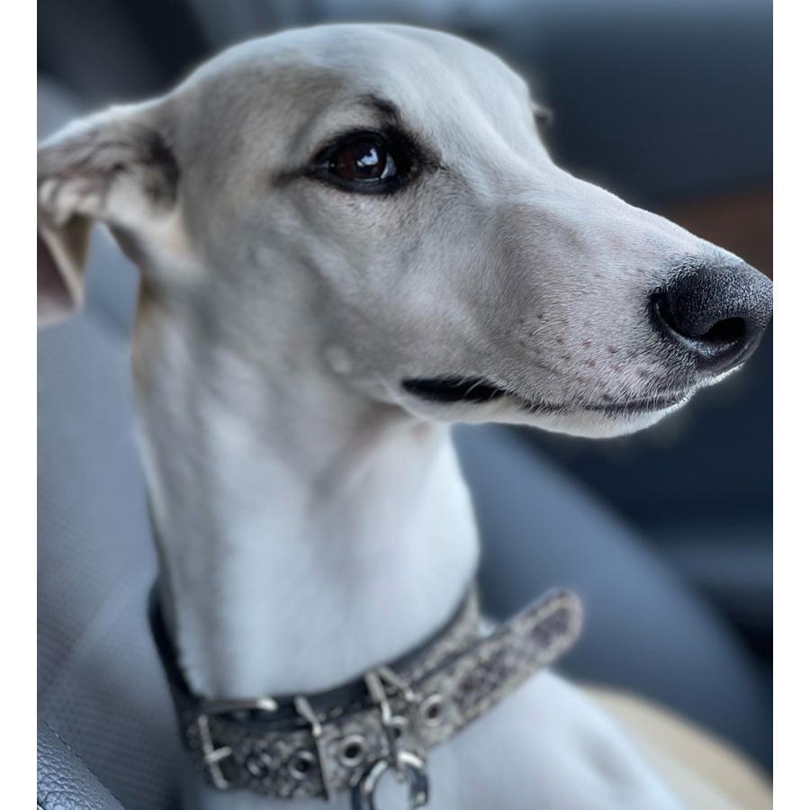 首輪 ウィペット 革 4cm幅：4cm Type G2-000 (鋲なし)【色は10色以上