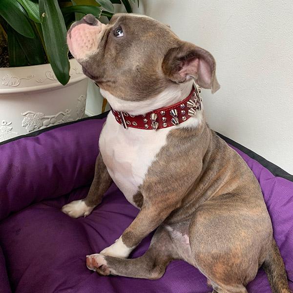 首輪 ブルドッグ 大型犬用 スタッズ 革 4cm幅：4cm Type Z-008 (14mm鋲