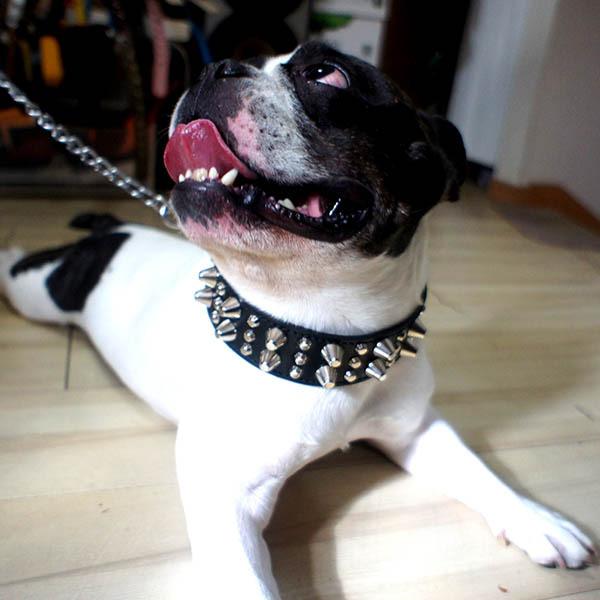 首輪 ブルドッグ 大型犬用 スタッズ 革 4cm幅：4cm Type Z-008 (14mm鋲