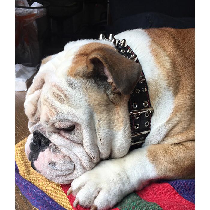 首輪 ブルドッグ 大型犬用 スタッズ 革 4cm幅：4cm Type Z-008 (14mm鋲