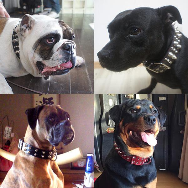 首輪 ブルドッグ 大型犬用 スタッズ 革 4cm幅：4cm Type Z-008 (14mm鋲