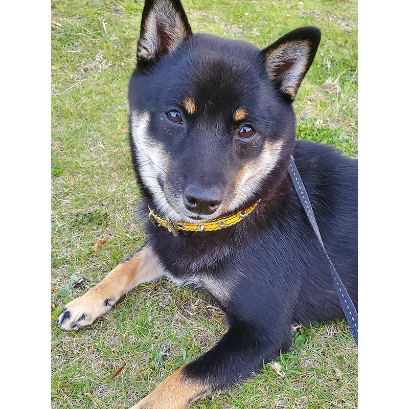 首輪 中型犬用 スタッズ 革 2cm幅：2cm Type 005ダブルカラー(8mm鋲)【色は７色から、サイズは1cm単位でオーダー】 |  | 04