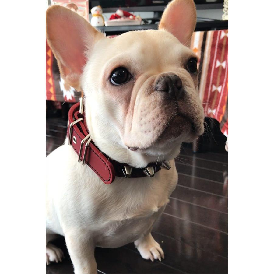 首輪 中型犬用 スタッズ 革 3cm幅：3cm Type 002ダブルカラー